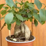 Fikus ženšenový (Ficus microcarpa) ‘GINSENG RETUSA’ - výška 15-20 cm, Ø 20-30 cm, kont. C1L